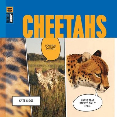 bokomslag Cheetahs