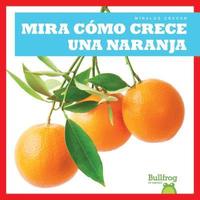 bokomslag Mira Como Crece Una Naranja (Watch an Orange Grow)