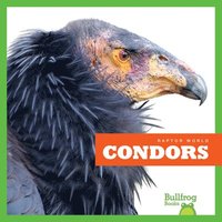 bokomslag Condors