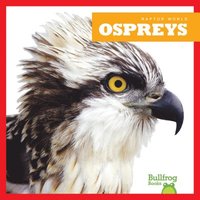 bokomslag Ospreys