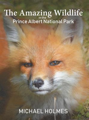 The Amazing Wildlife in the Prince Albert National Park 1