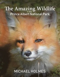 bokomslag The Amazing Wildlife in the Prince Albert National Park