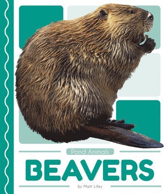 bokomslag Pond Animals: Beavers