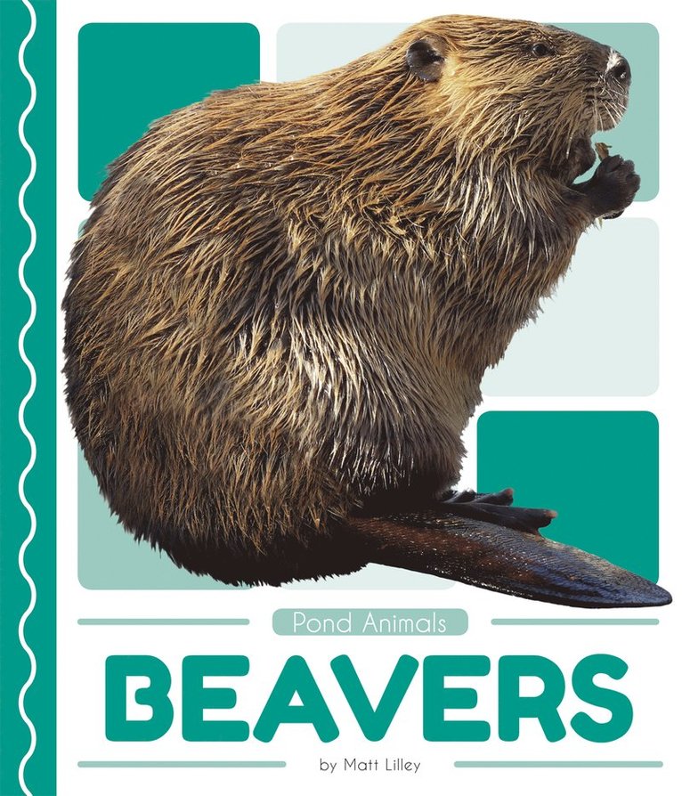 Beavers 1