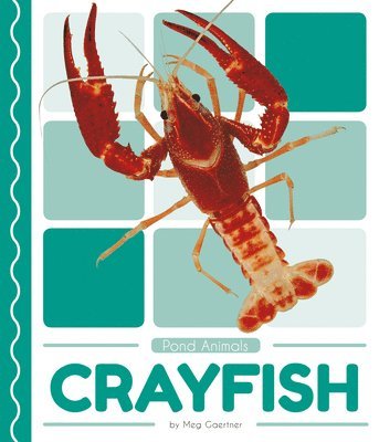 Pond Animals: Crayfish 1