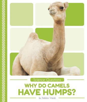 Why Do Camels Have Humps?