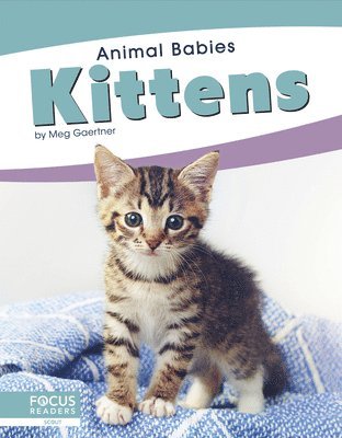 Kittens 1