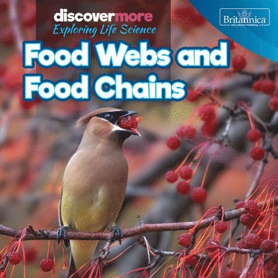 Ernest Brazzos - Food Webs and Food Chains, Häftad