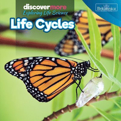 Life Cycles 1