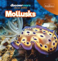 bokomslag Mollusks