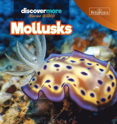 bokomslag Mollusks