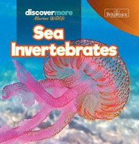 bokomslag Sea Invertebrates