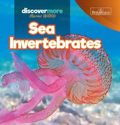 bokomslag Sea Invertebrates