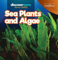 bokomslag Sea Plants and Algae