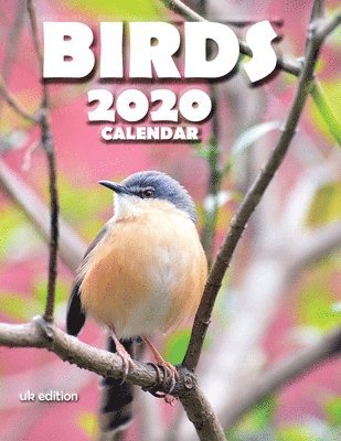 bokomslag Birds 2020 Calendar (UK Edition)