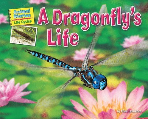 A Dragonfly's Life 1