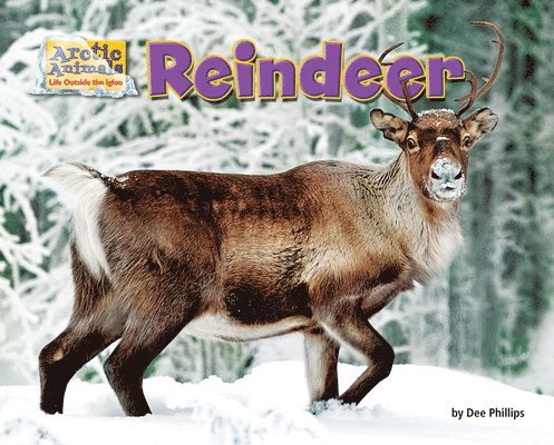 Reindeer 1