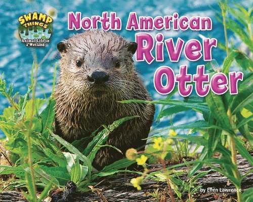 North American River Otter 1