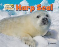 bokomslag Harp Seal