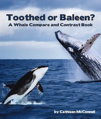 bokomslag Toothed or Baleen? a Whale Compare and Contrast Book