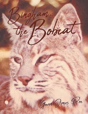 Bingham the Bobcat 1