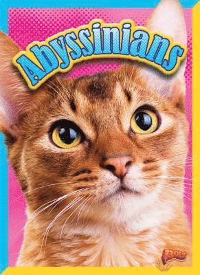 Abyssinians 1
