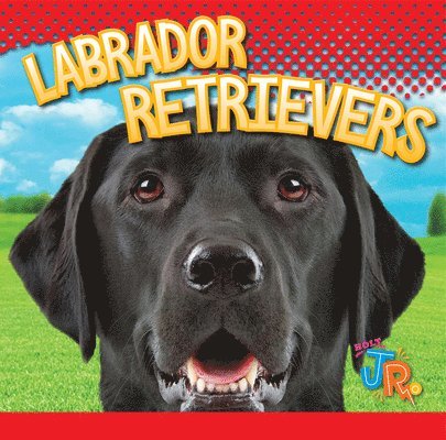 Marysa Storm - Labrador Retrievers, Häftad