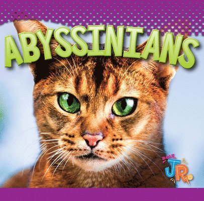Marysa Storm - Abyssinians, Inbunden