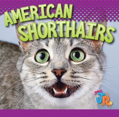 Marysa Storm - American Shorthairs, Inbunden