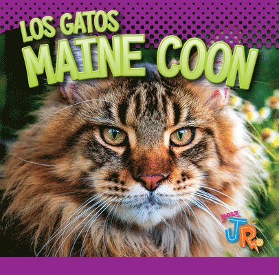 Los Gatos Maine Coon 1