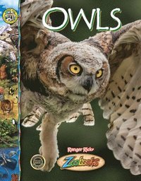 bokomslag Owls