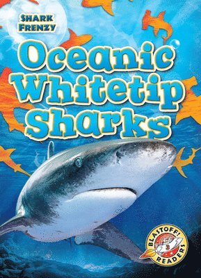 Oceanic Whitetip Sharks 1