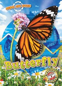 bokomslag Animal Life Cycles: Butterfly