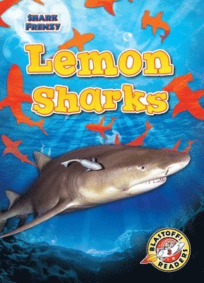 bokomslag Lemon Sharks