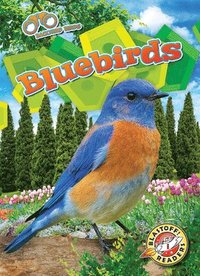 bokomslag Bluebirds