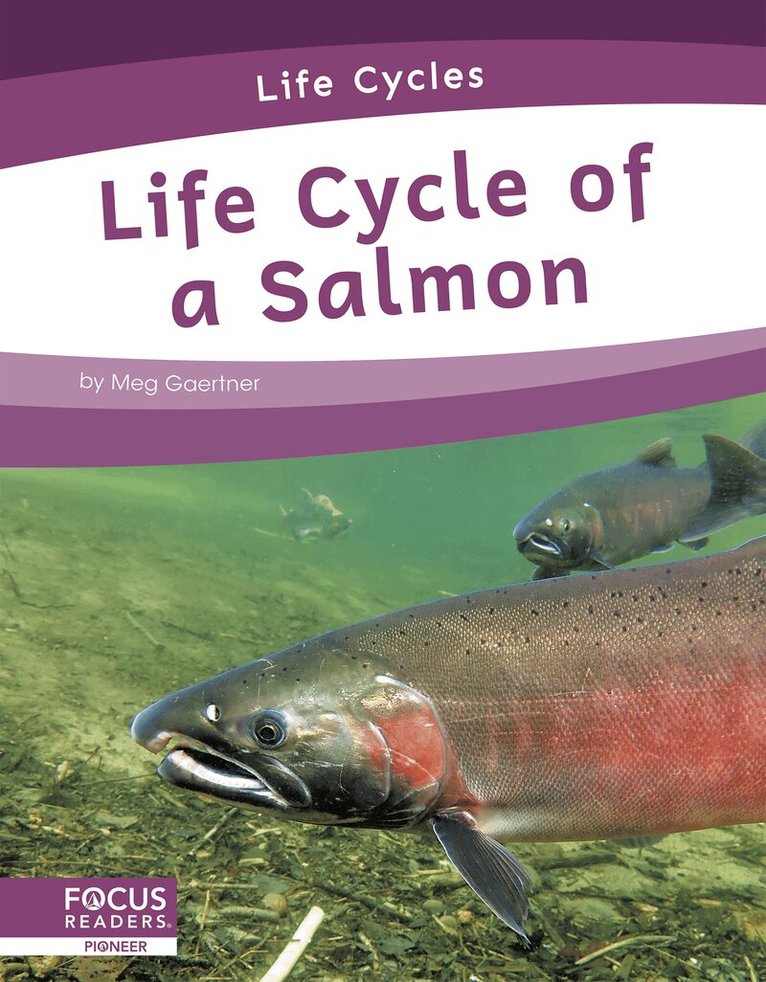 Meg Gaertner - Life Cycle of a Salmon, Inbunden