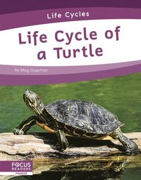 bokomslag Life Cycle of a Turtle