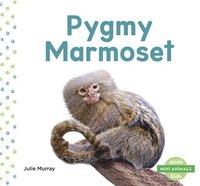 bokomslag Mini Animals: Pygmy Marmoset
