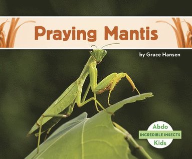 bokomslag Praying Mantis