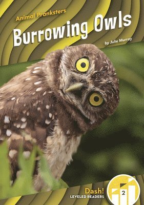 bokomslag Burrowing Owls