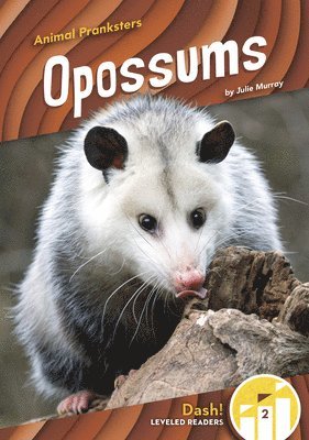 bokomslag Opossums