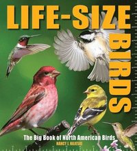 bokomslag Life-Size Birds: The Big Book of North American Birds