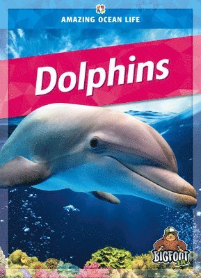 Dolphins 1