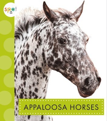 Appaloosa Horses 1