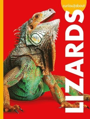 Curious about Lizards 1
