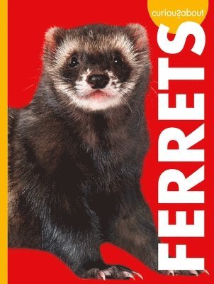 Curious about Ferrets 1