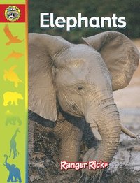 bokomslag Elephants