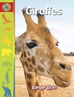 bokomslag Giraffes