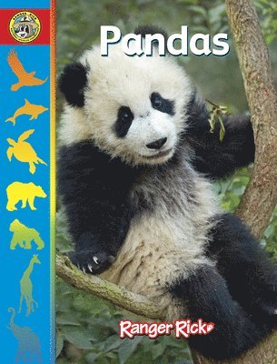 bokomslag Pandas