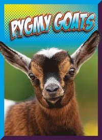 bokomslag Pygmy Goats